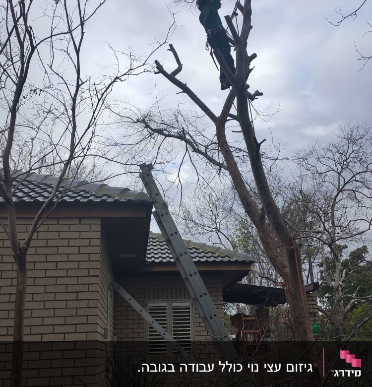 אדם גוזם עץ גבוה עם סולם ליד בית